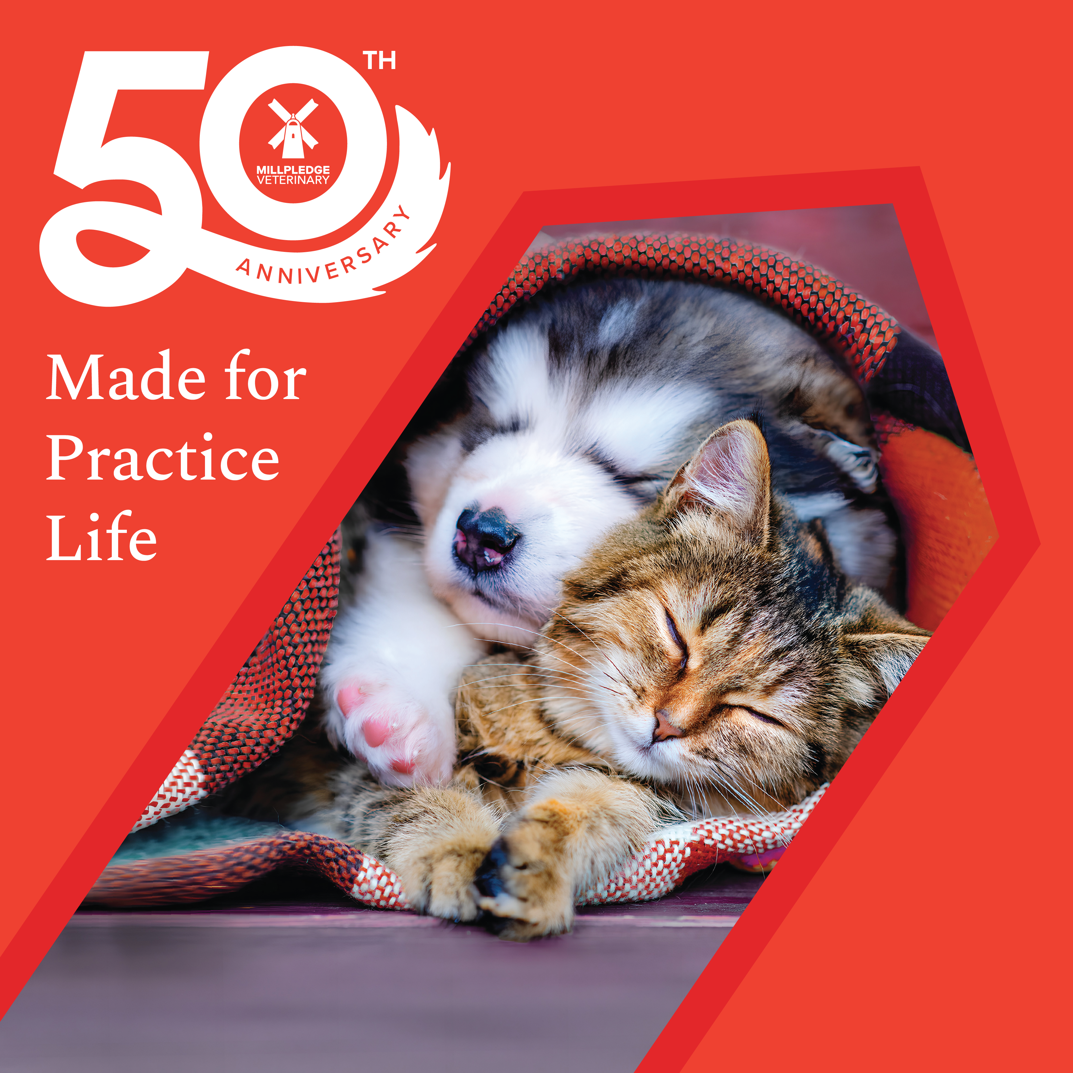50th blog web banner