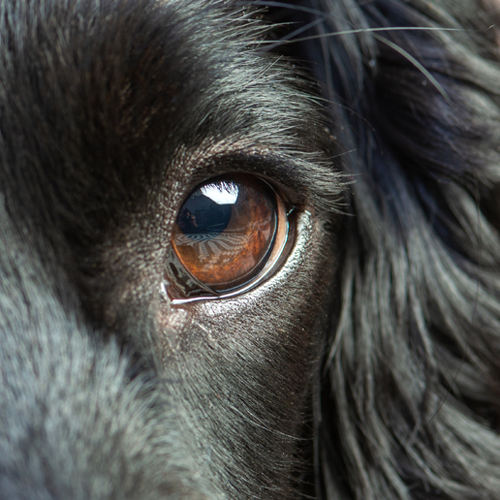 Eye blog