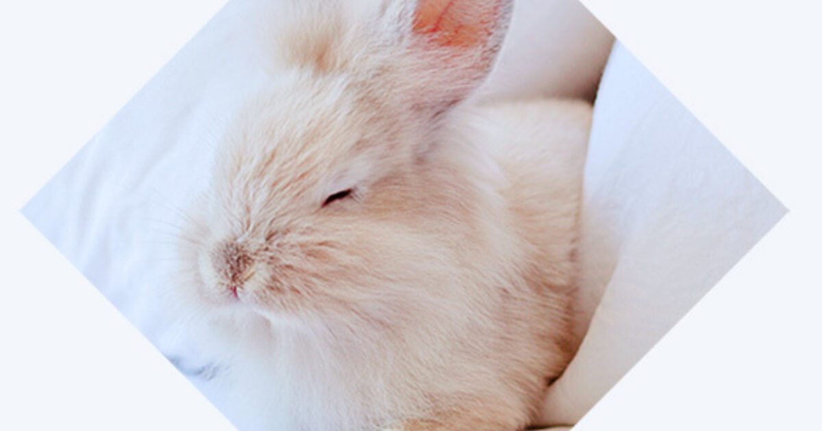 Holistic rabbit anaesthesia | Millpledge